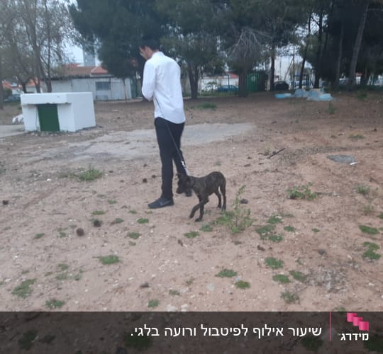 אדם מוביל כלב ברצועה בפארק פתוח